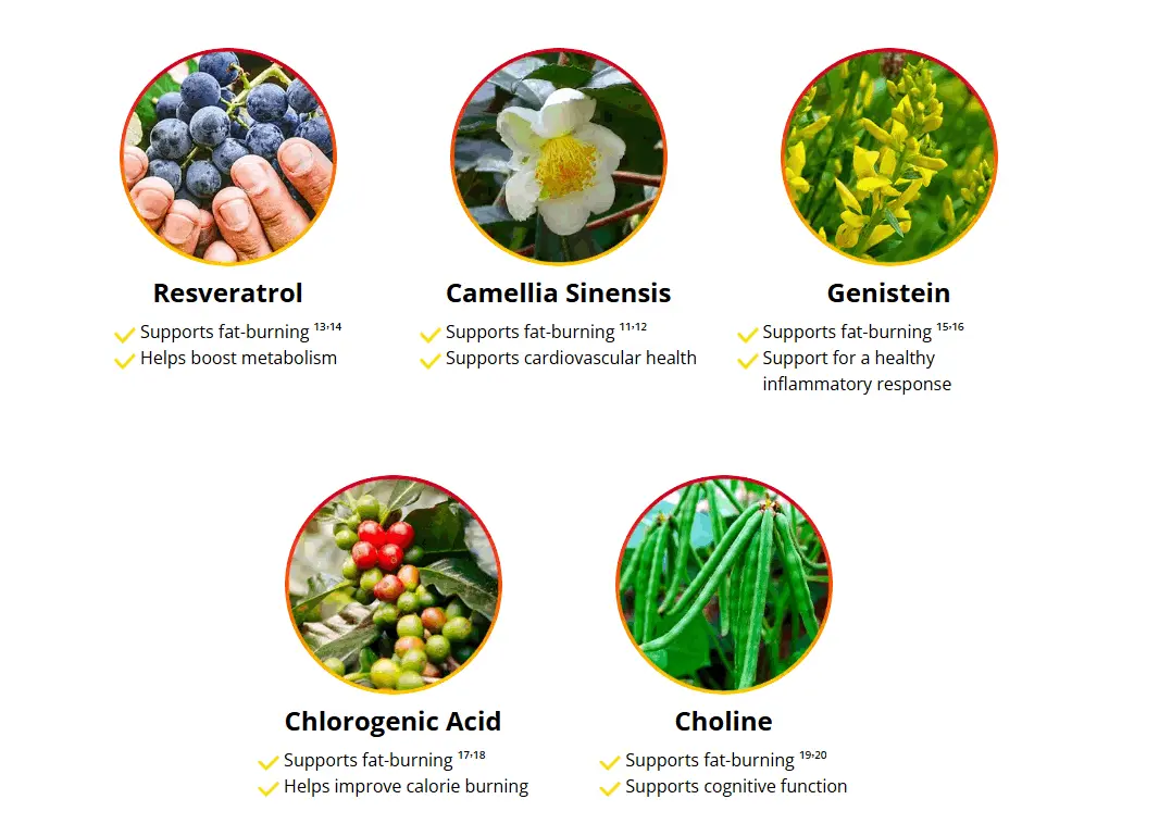 Ingredients of Inside every HepatoBurn capsule